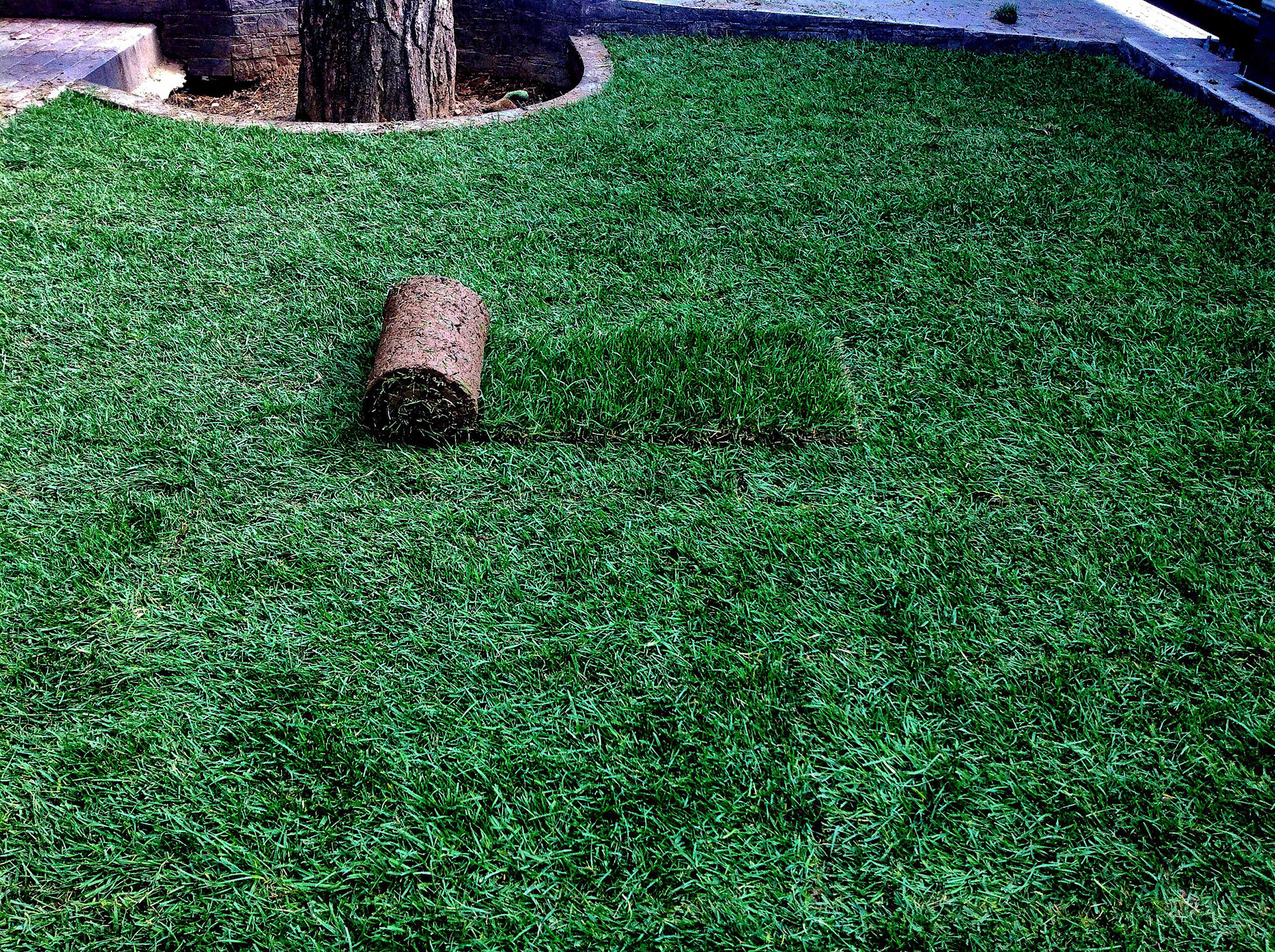 Рулонная газонная трава: посадка и уход