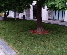 Укладка газона напротив ЦУМа Укладка газона напротив ЦУМа